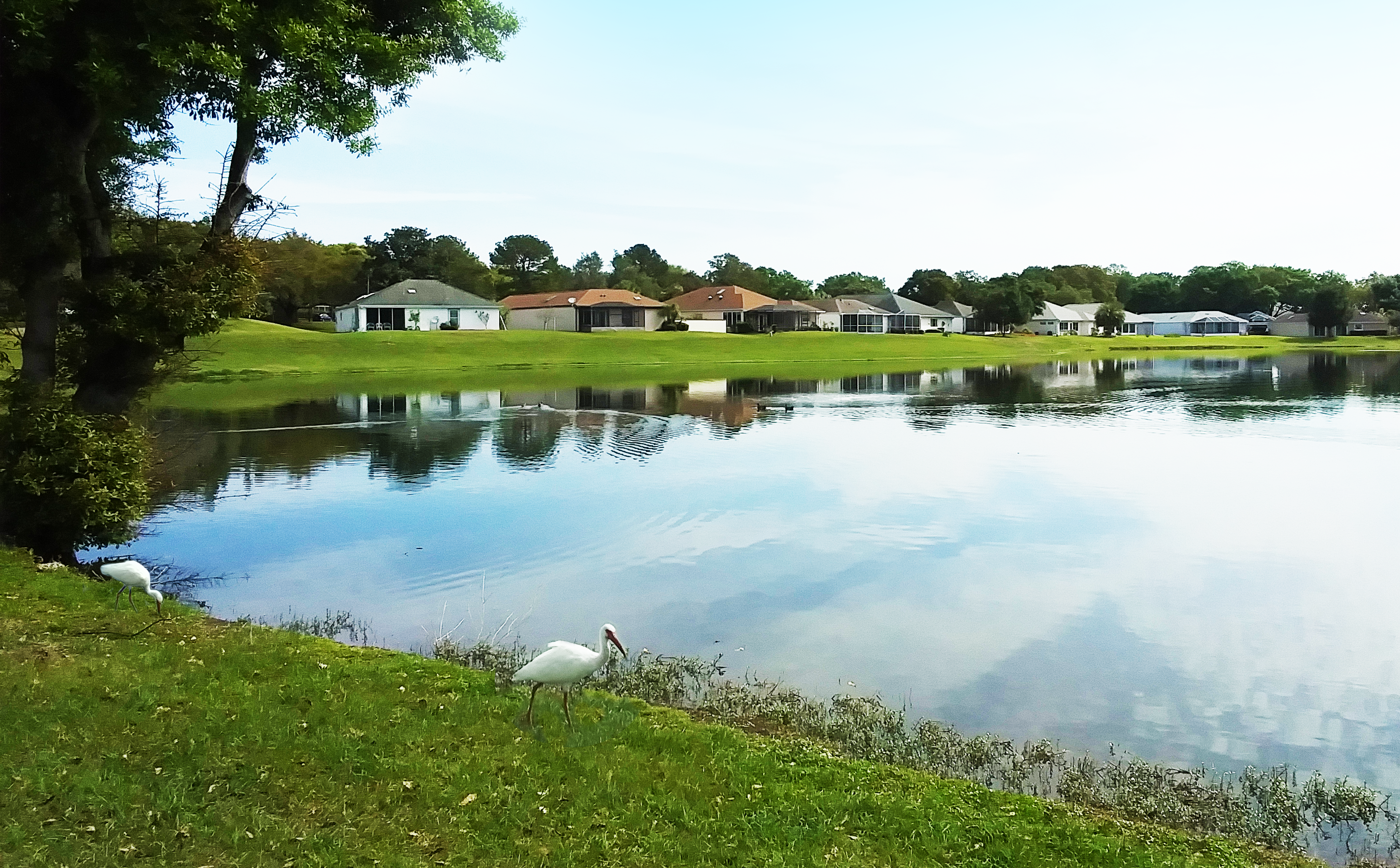 crestview-lake-with-ibis