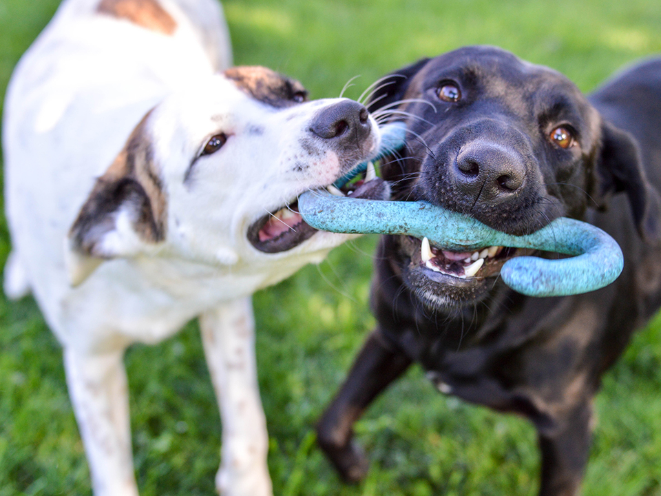 Mixed breed puppy and black labrador retriever playing with a tug of war toy together outdoors